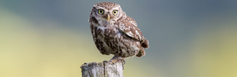Little Owl