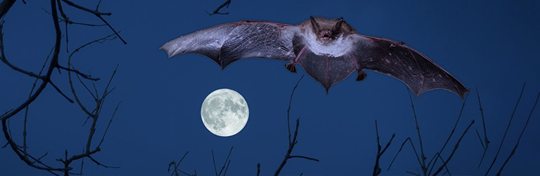 Facts and myths about bats