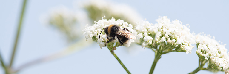 How long do bees live ?