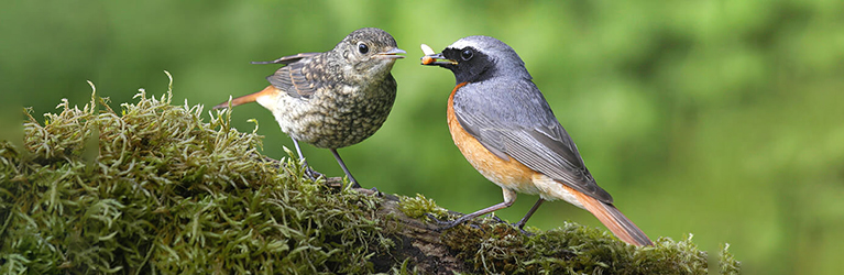 When to stop feeding birds in the summer?