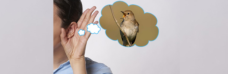 How to identify a bird by its song