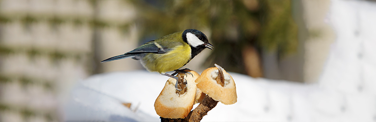 Is bread safe for birds?