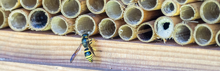 How to make a bee house?