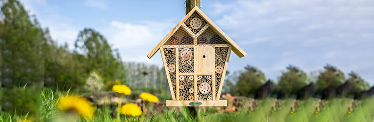 What insects live in an insect hotel?