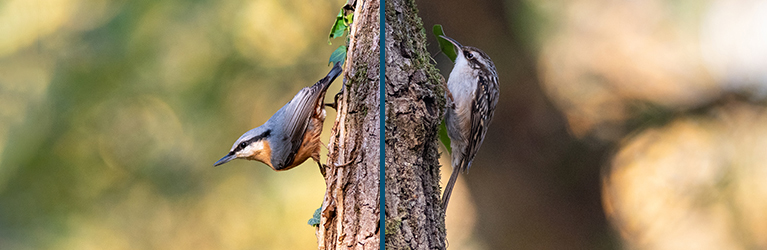 The difference between a nuthatch and a treecreeper