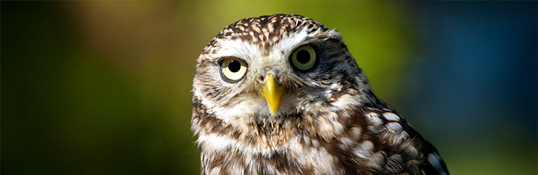Which owl species can you find in the UK?