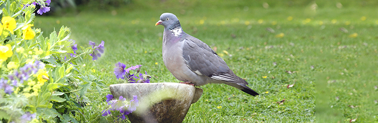 Types of pigeons commonly found in gardens