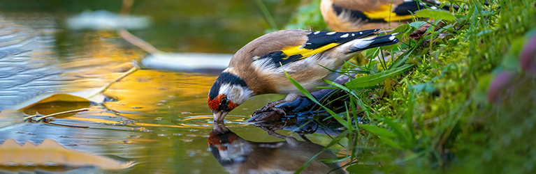 How to make a wildlife pond – step-by-step guide