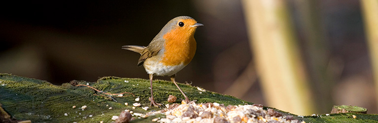 Which small bird is in your garden? 