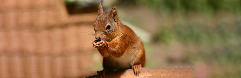 What do squirrels eat? A guide to their diet 