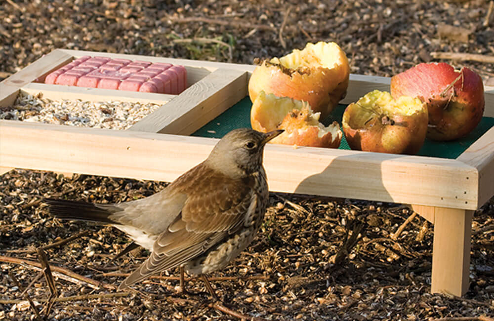 Fresh apples placed on a bird table.