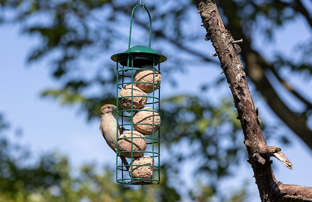 Sparrow enjoying some fat balls from a feeder which hangs from a branch in a garden.