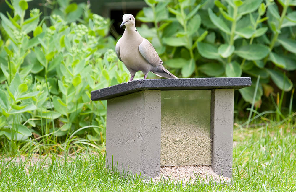 A Collared Dove (Streptopelia decaocto) sitting on top of a solid bird feeder on the ground in a garden.
