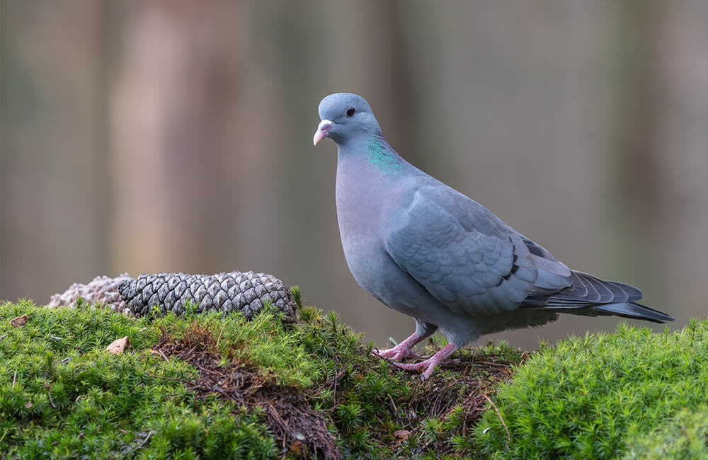Closeup of a stock dove
