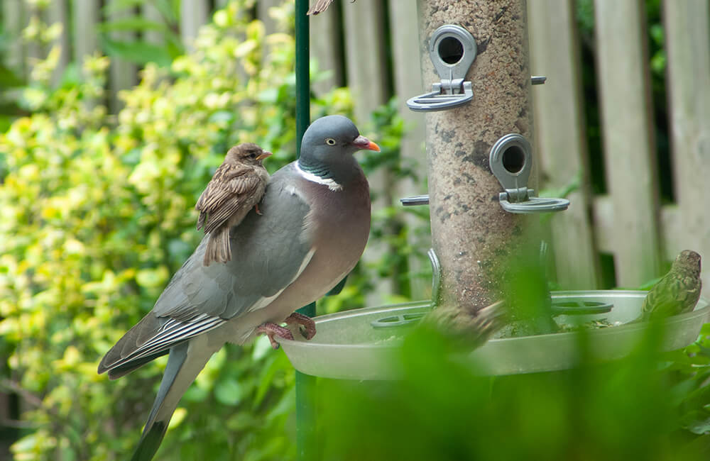 A peaceful Woodpigeon (Columba palumbus) sitting on a bird feeder together with a family of sparrows.