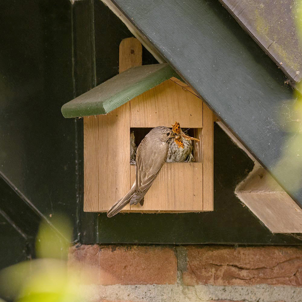 nest box