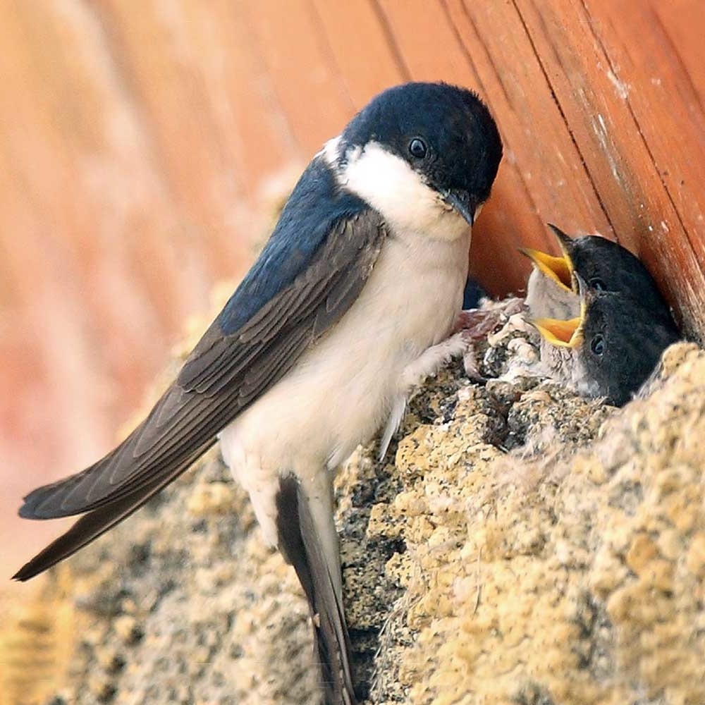 urban birds