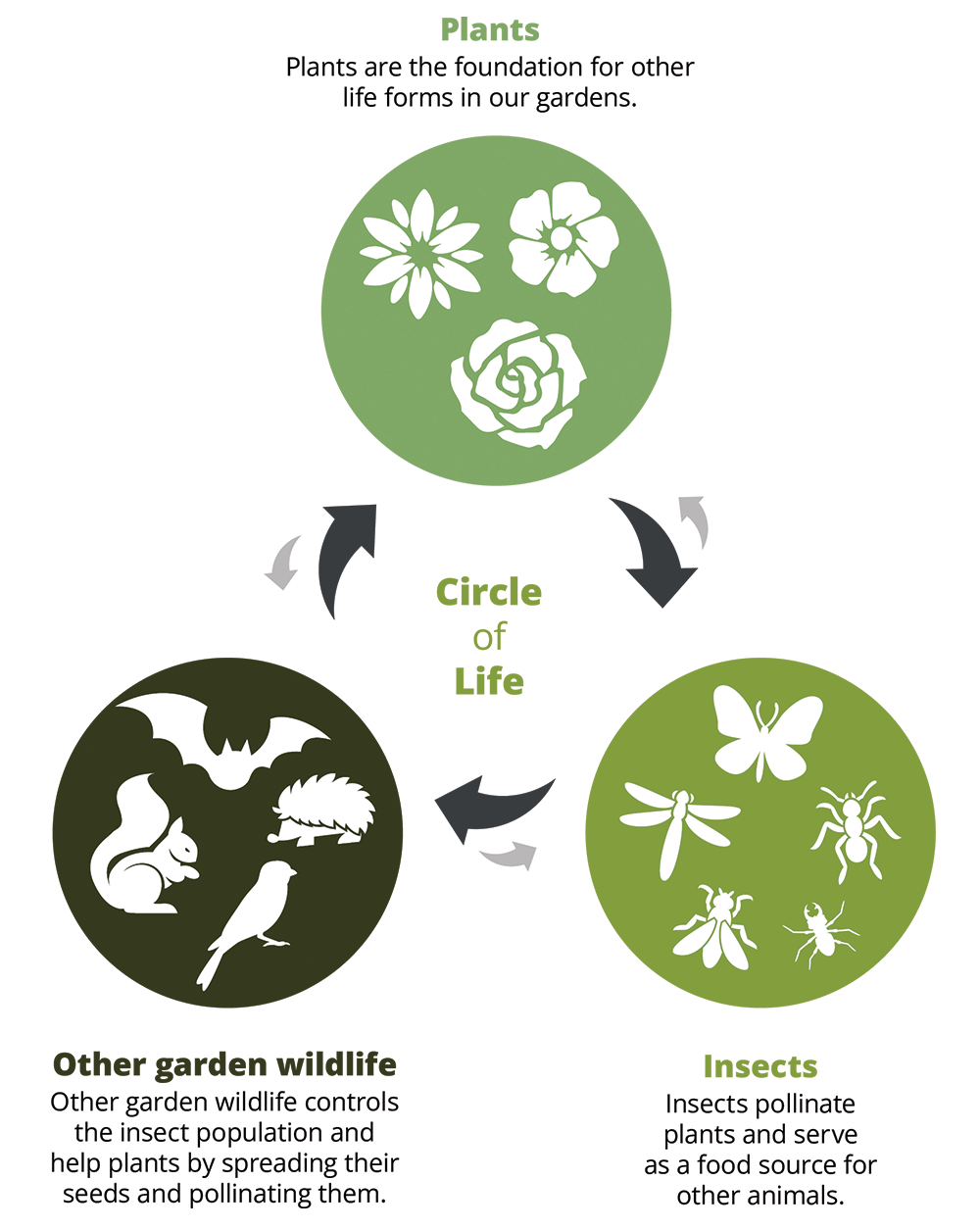The circle of life - infographic