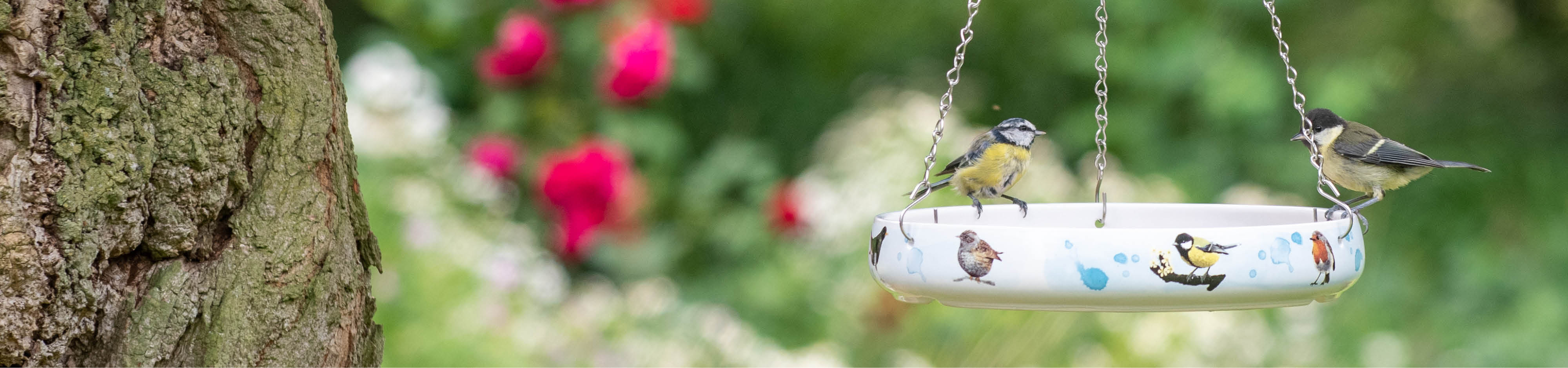 Bird Bath