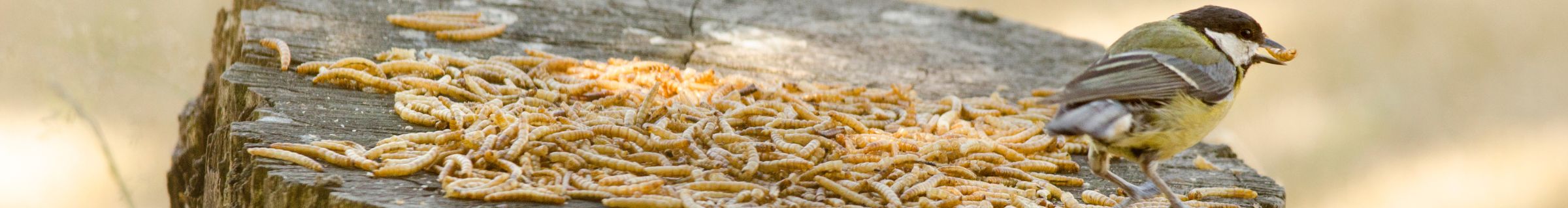mealworms are naturally rich in protein