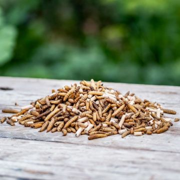 Protein-rich Insect & Pellets Mix (2.5kg)