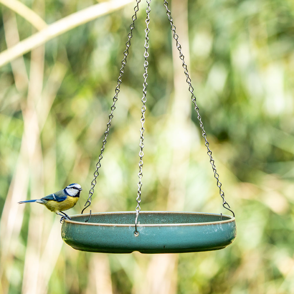 Ein Igel zwischen den Blättern