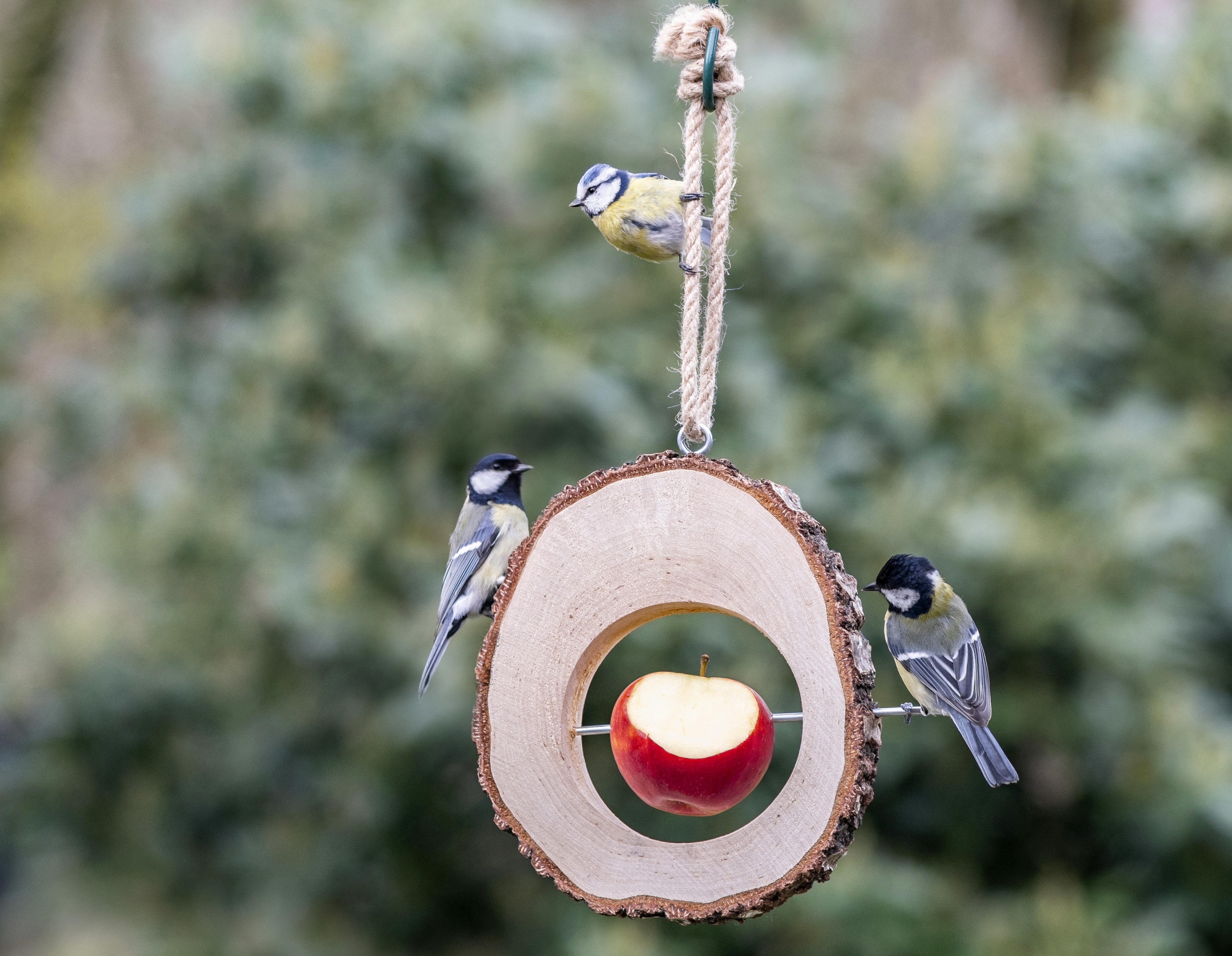 A nest box with snow on the roof