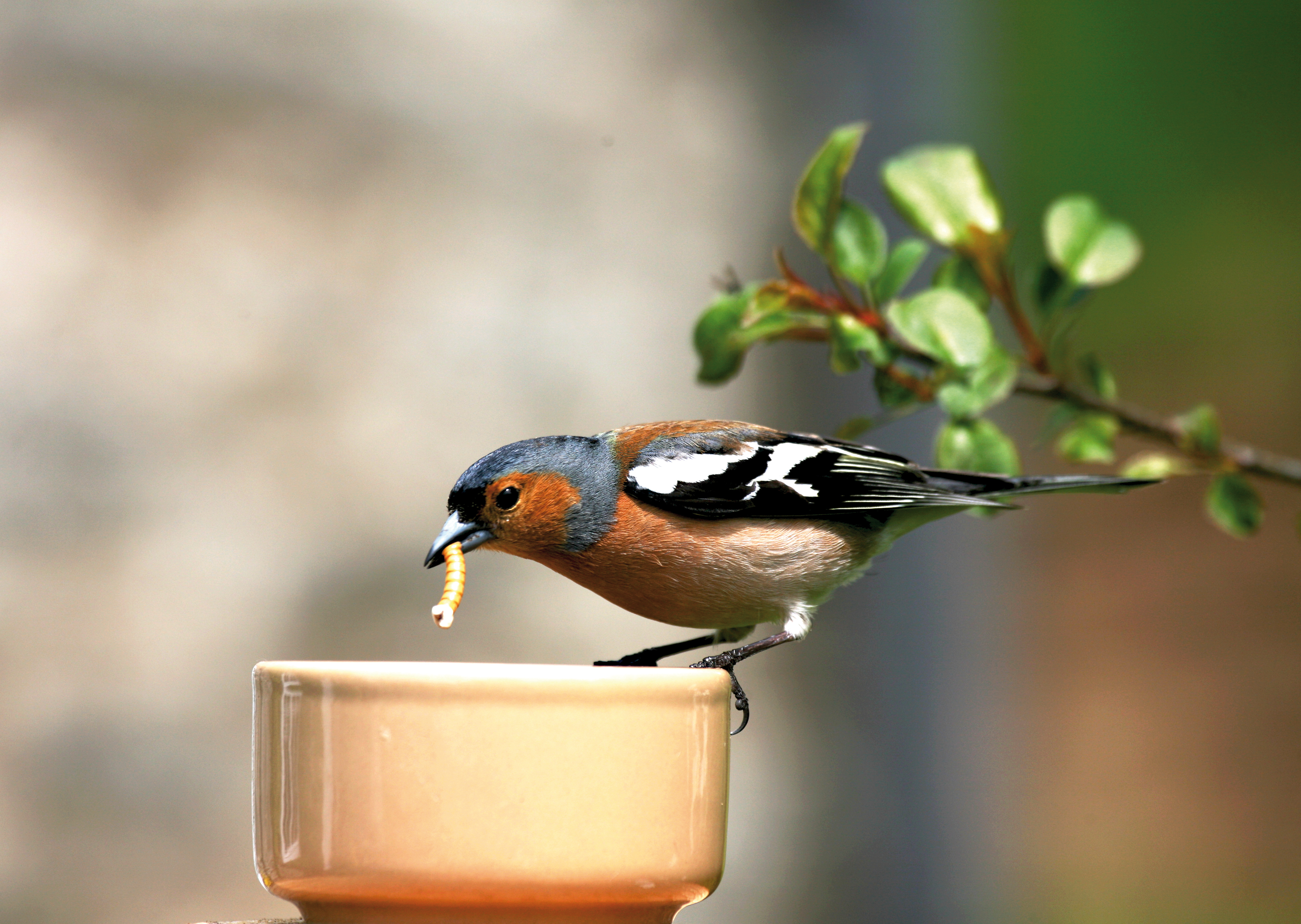 The cover of a woodstone nest box has been removed and is being cleaned from the inside.