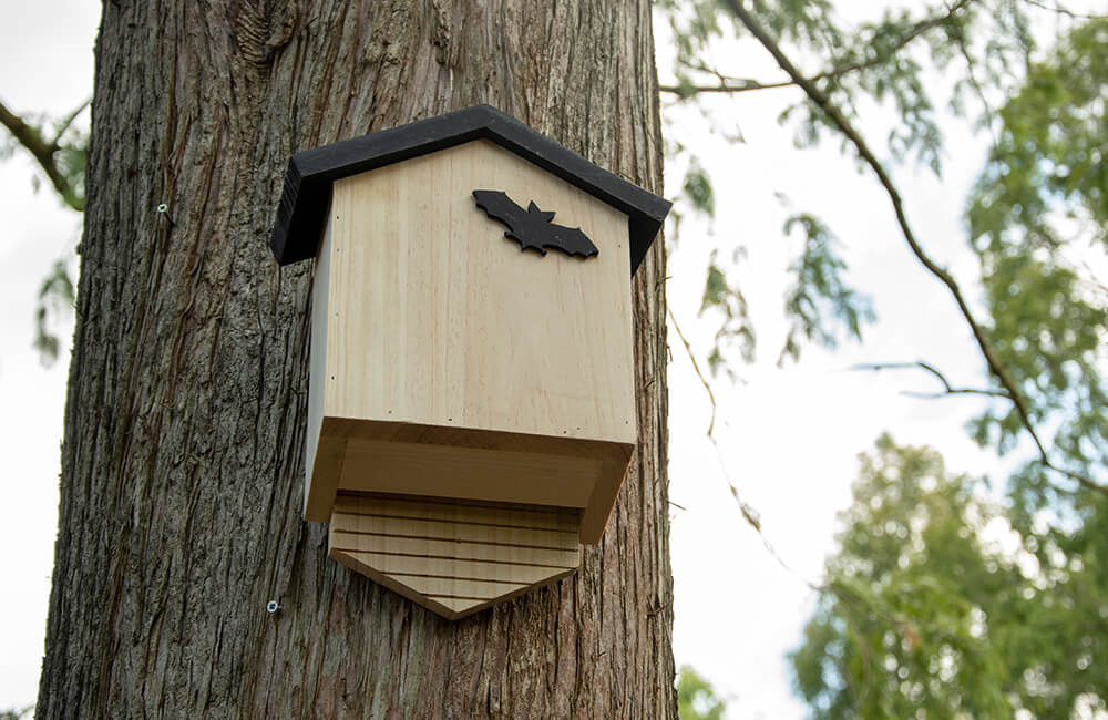 A wooden bat box which has been placed high on a tree in a forest. There is a black emblem on the front depicting a bat.