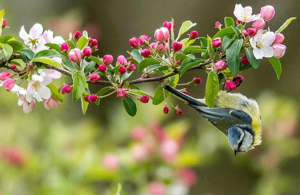 A blue tit hanging upside down from a cherry tree during late Spring