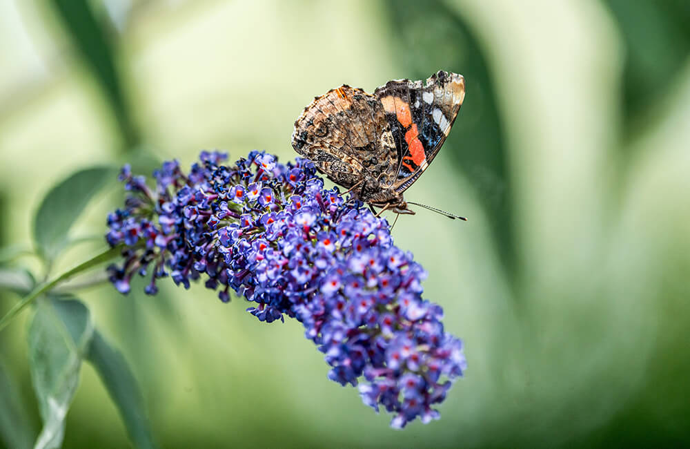 Vanessa atalanta aka red admiral