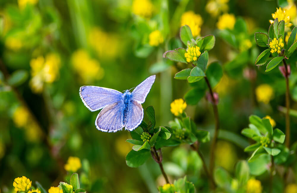 Plebejus argus aka Silver-studded blue