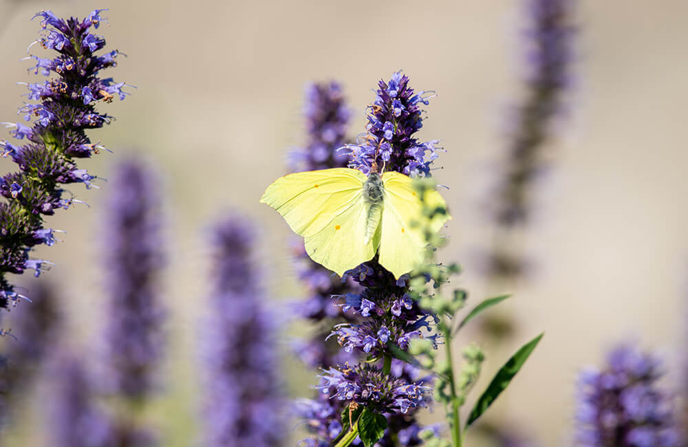 Gonepteryx rhamni aka Common Brimstone