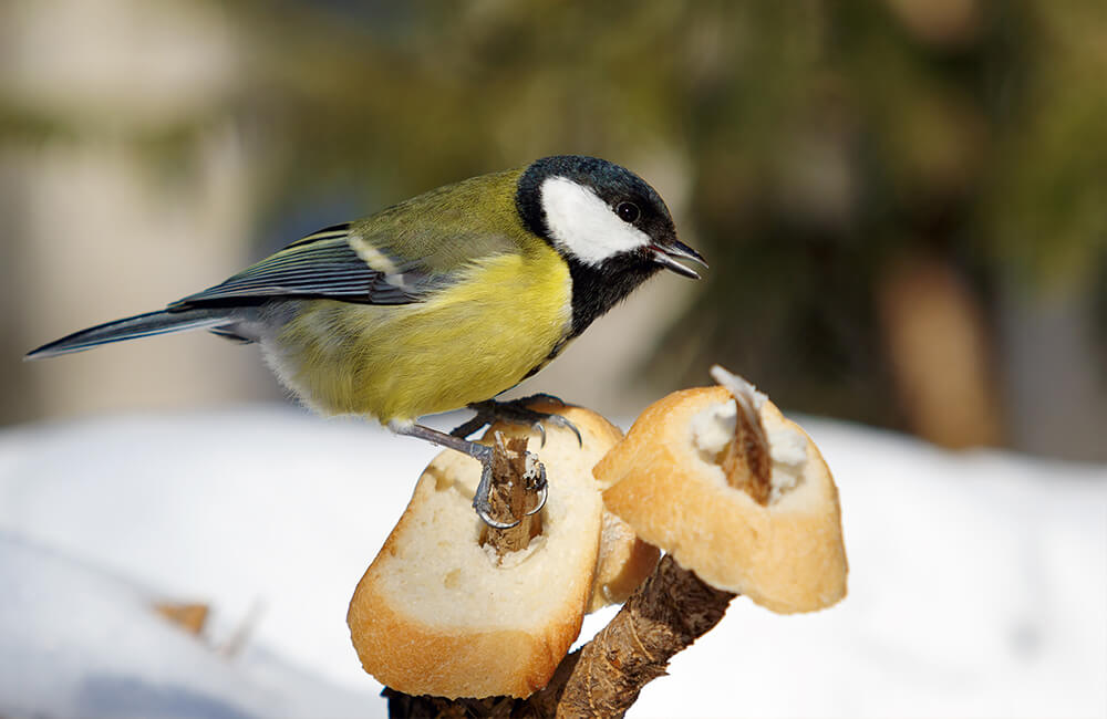 A great tit sitting on a branch where two pieces of stale baguette bread have been placed upon.
