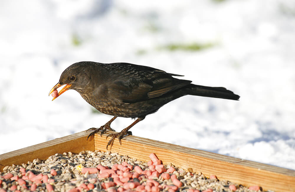 A female blackbird visiting a bird table during winter.