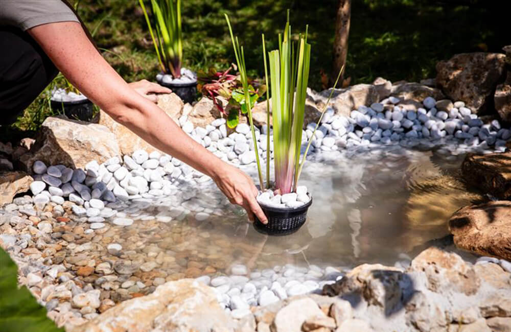 Putting plants into a pond