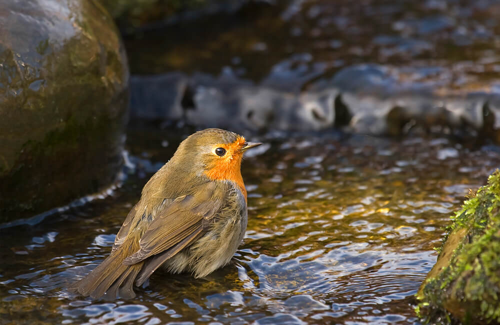 A robin bathing in a pond.