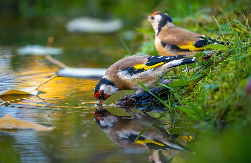 Two goldfinches at a pond. One of them is drinking and you can see leaves floating on the water.