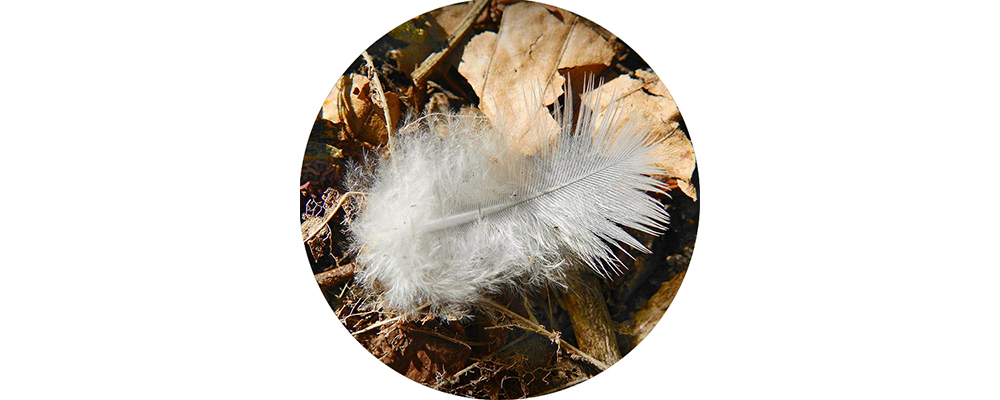 A feather on a forest floor.