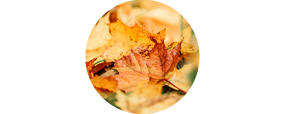 Some fallen leaves on a forest floor.