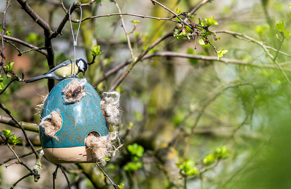 A nesting material holder filled with nesting material. A great tit inspects the nesting material.