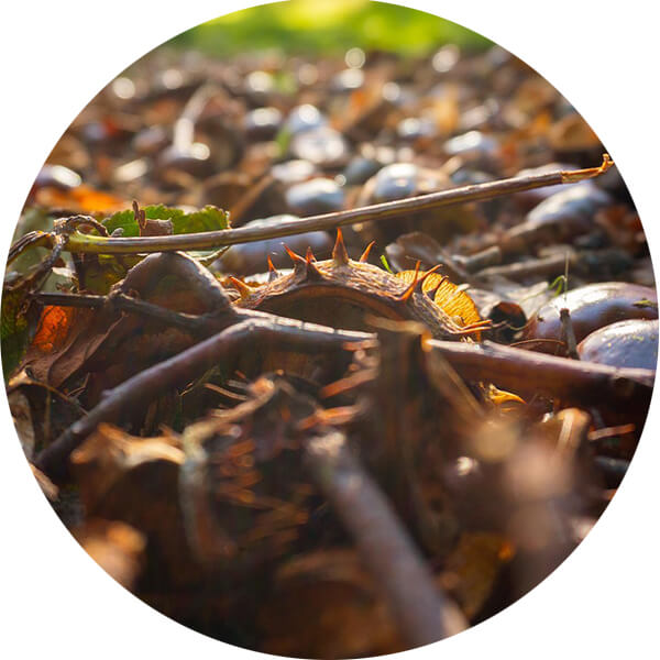 A bunch of twigs on a forest floor.