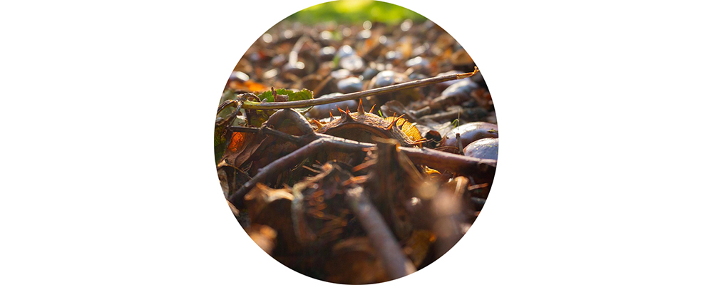 A bunch of twigs on a forest floor.