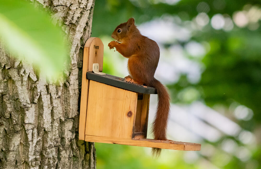Squirrel eating nuts from a squirrel feeder, which is placed high up on a tree.