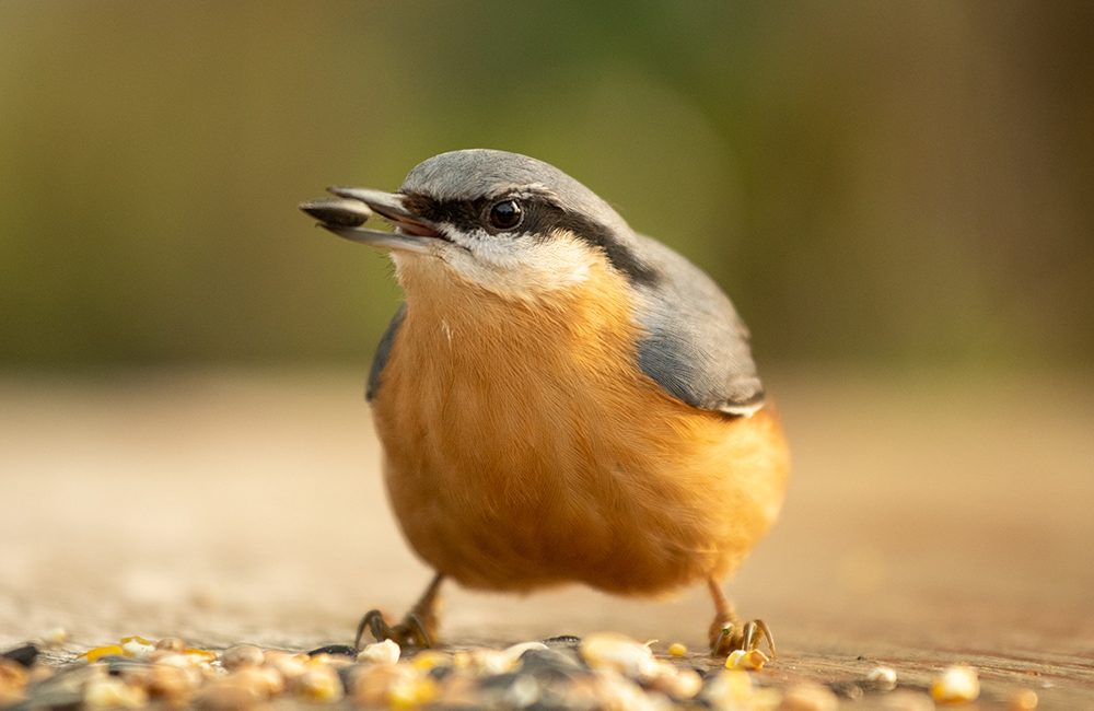 A nuthatch holding a sunflower seed in its beak.