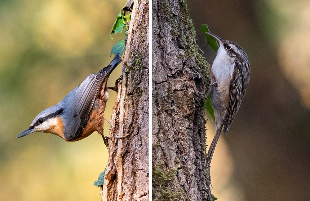 A nuthatch and a treecreeper climbing on a tree