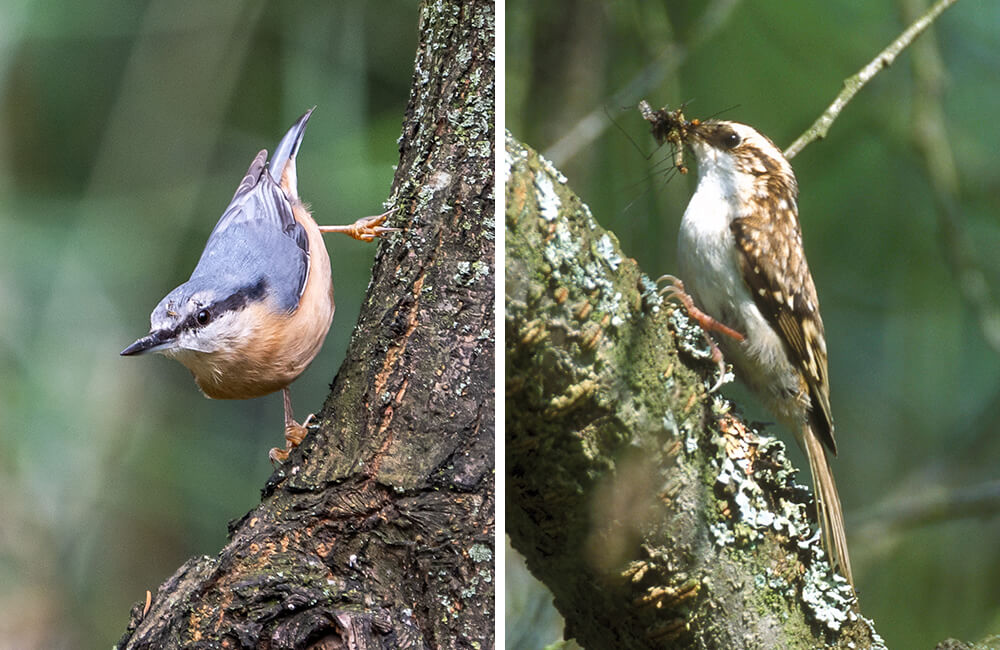 Comparison between a nuthatch and a treecreeper.