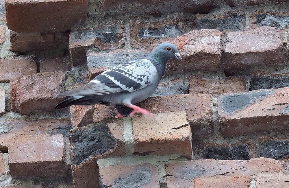 A Feral Pigeon (Columba livia domestica) climbing bricks on a house wall.