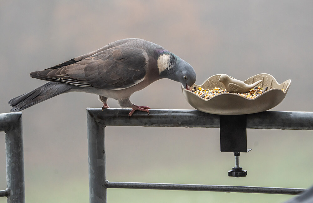 A woodpigeon eating from a bird feeder on a balcony.