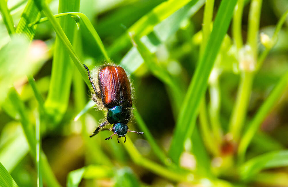 A beetle climbing down a plant.